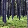 Spygliuočių miškas Lietuvoje