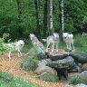 Vilkų gauja Bavarijos miške