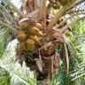 Kokoso palmė
