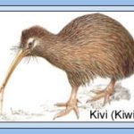 Paukštis_kivis_Naujoji_Zelandija