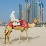 dubai-camel-on-the-town-scape-backround-united-arab-emirates-1600x1071