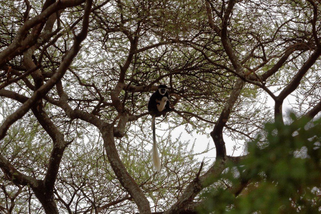 Abisininė gvereca (Colobus guereza) 