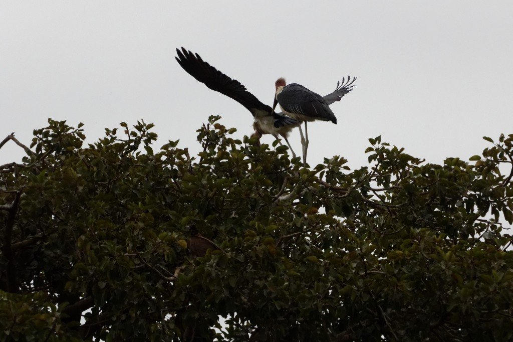 Marabu (Leptoptilos crumeniferus)