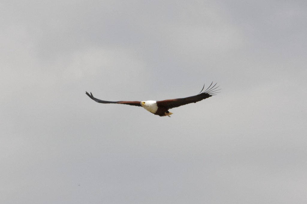 Afrikos jūrinis erelis (Haliaeetus vocifer)