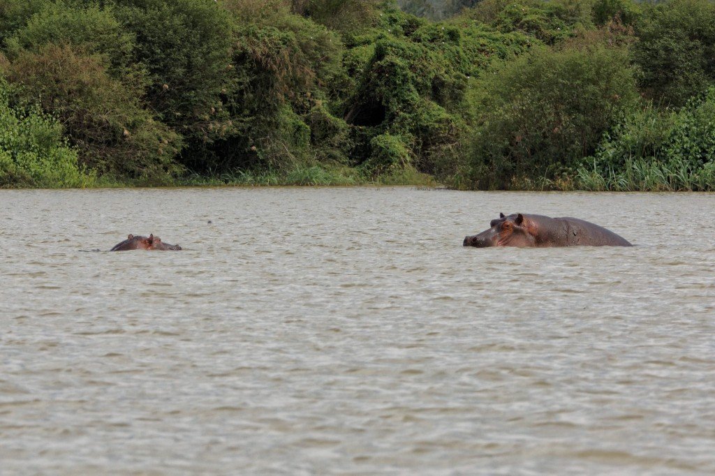 Hipopotamas (Hippopotamus amphibius) 