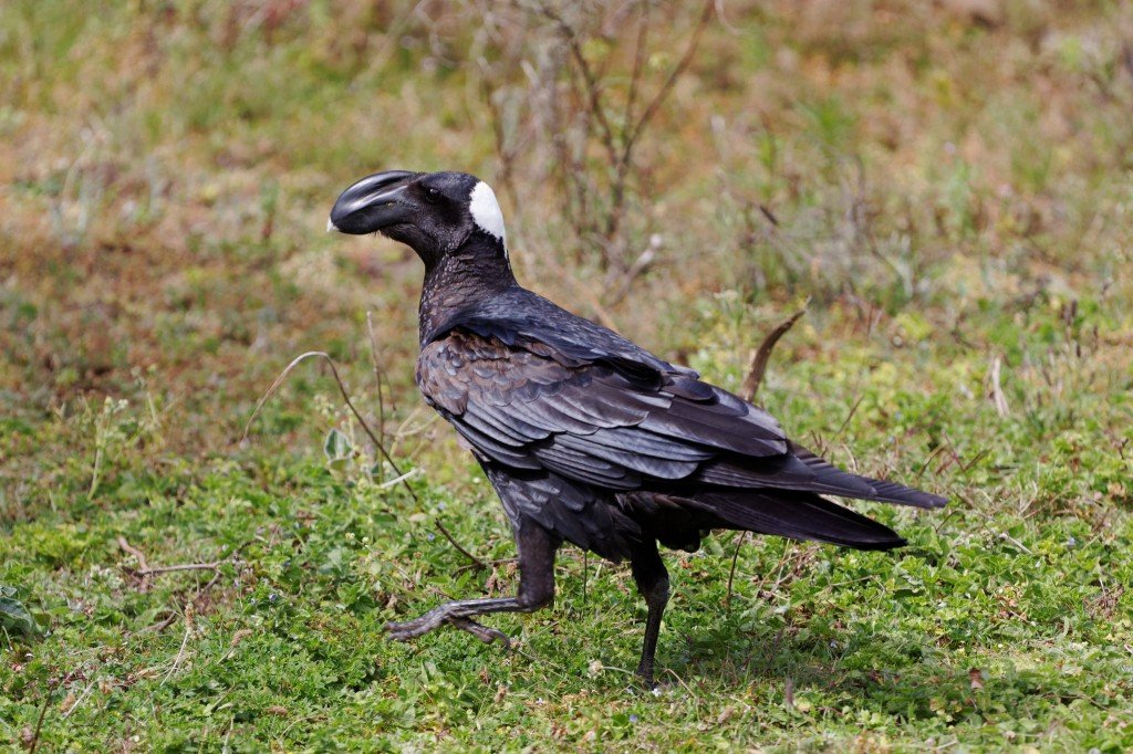 Baltapakaušis ragasnapis kranklys (Corvus crassirostris)