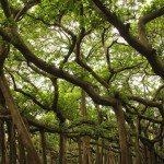 Great-banyan-tree